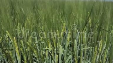 背景：有机绿色未成熟小麦大穗在除草剂和化肥处理前，